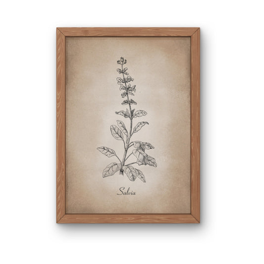 Botanischer Kunstdruck - Salbei Zeichnung