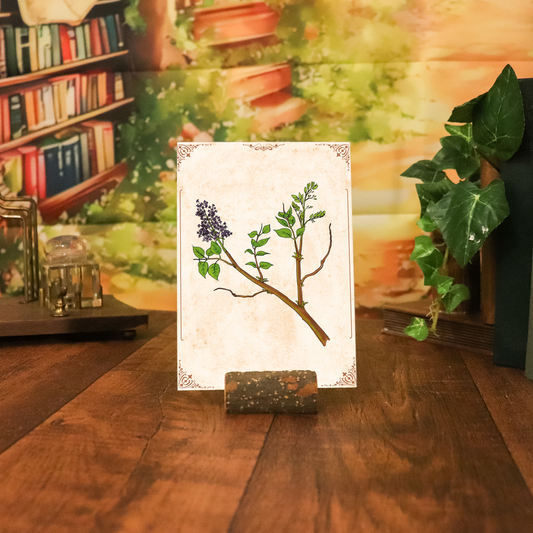Botanischer Kunstdruck - Flieder