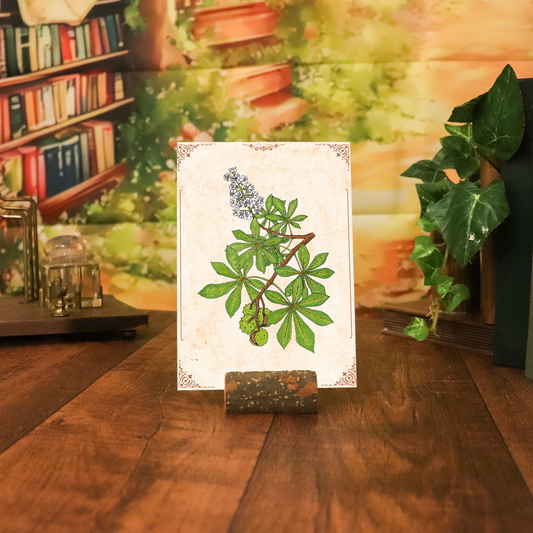 Botanischer Kunstdruck - Kastanie