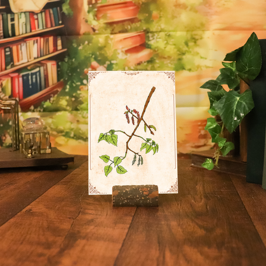 Botanischer Kunstdruck - Schwarzpappel