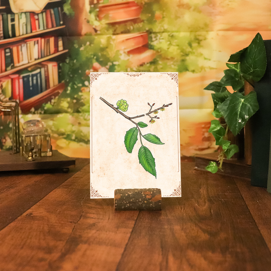 Botanischer Kunstdruck - Ulme