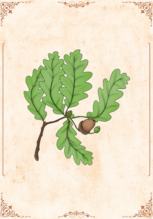 Botanischer Kunstdruck - Eiche