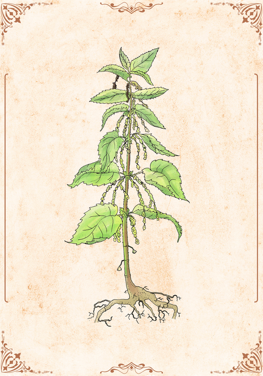 Botanischer Kunstdruck - Brennnessel