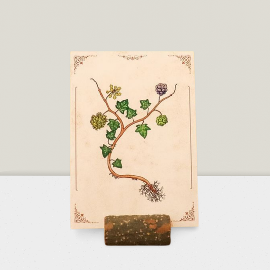 Botanischer Kunstdruck - Efeu