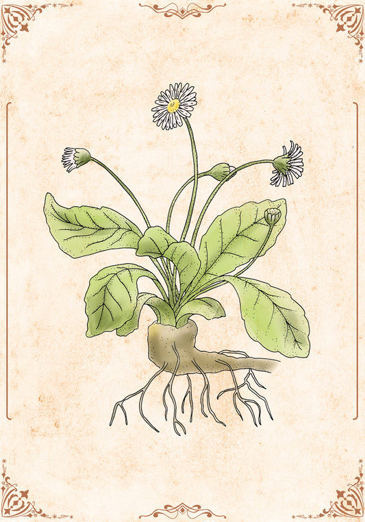 Botanischer Kunstdruck - Gänseblümchen