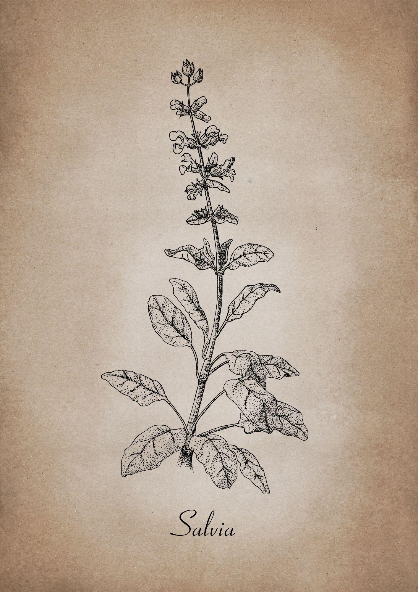 Botanischer Kunstdruck - Salbei Zeichnung