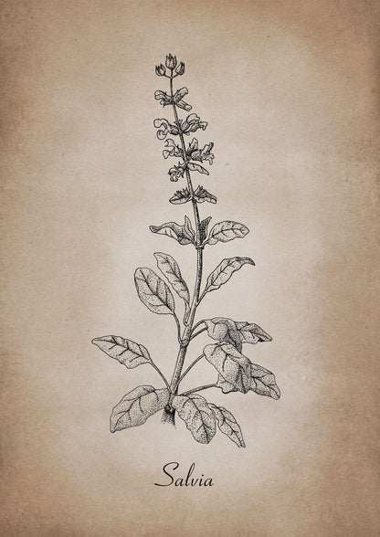 Botanischer Kunstdruck - Salbei Zeichnung