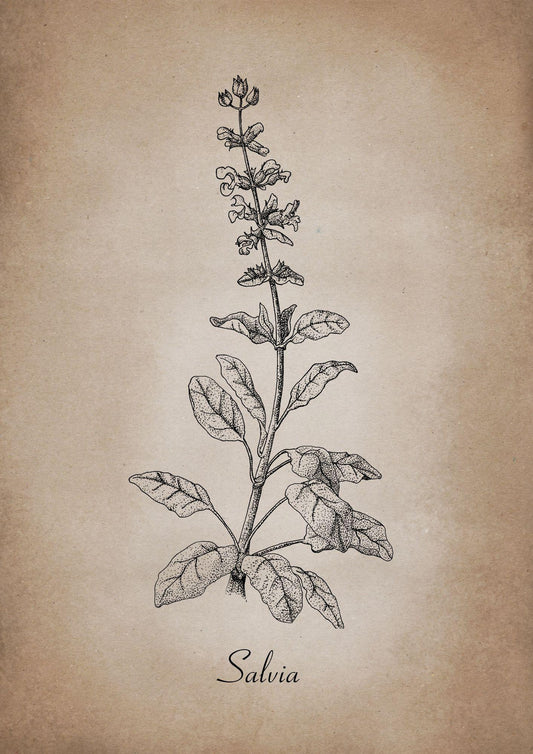 Botanischer Kunstdruck - Salbei Zeichnung