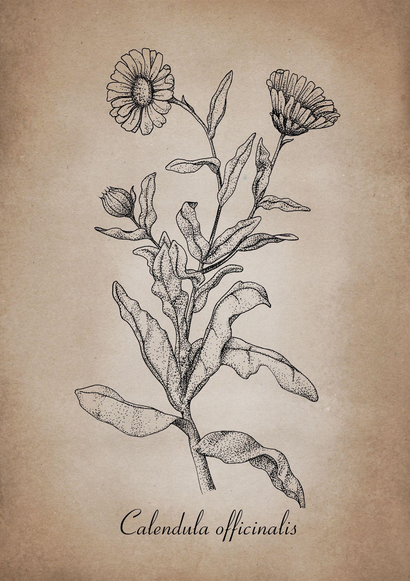 Botanischer Kunstdruck - Ringelblume Zeichnung