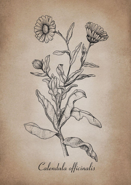 Botanischer Kunstdruck - Ringelblume Zeichnung