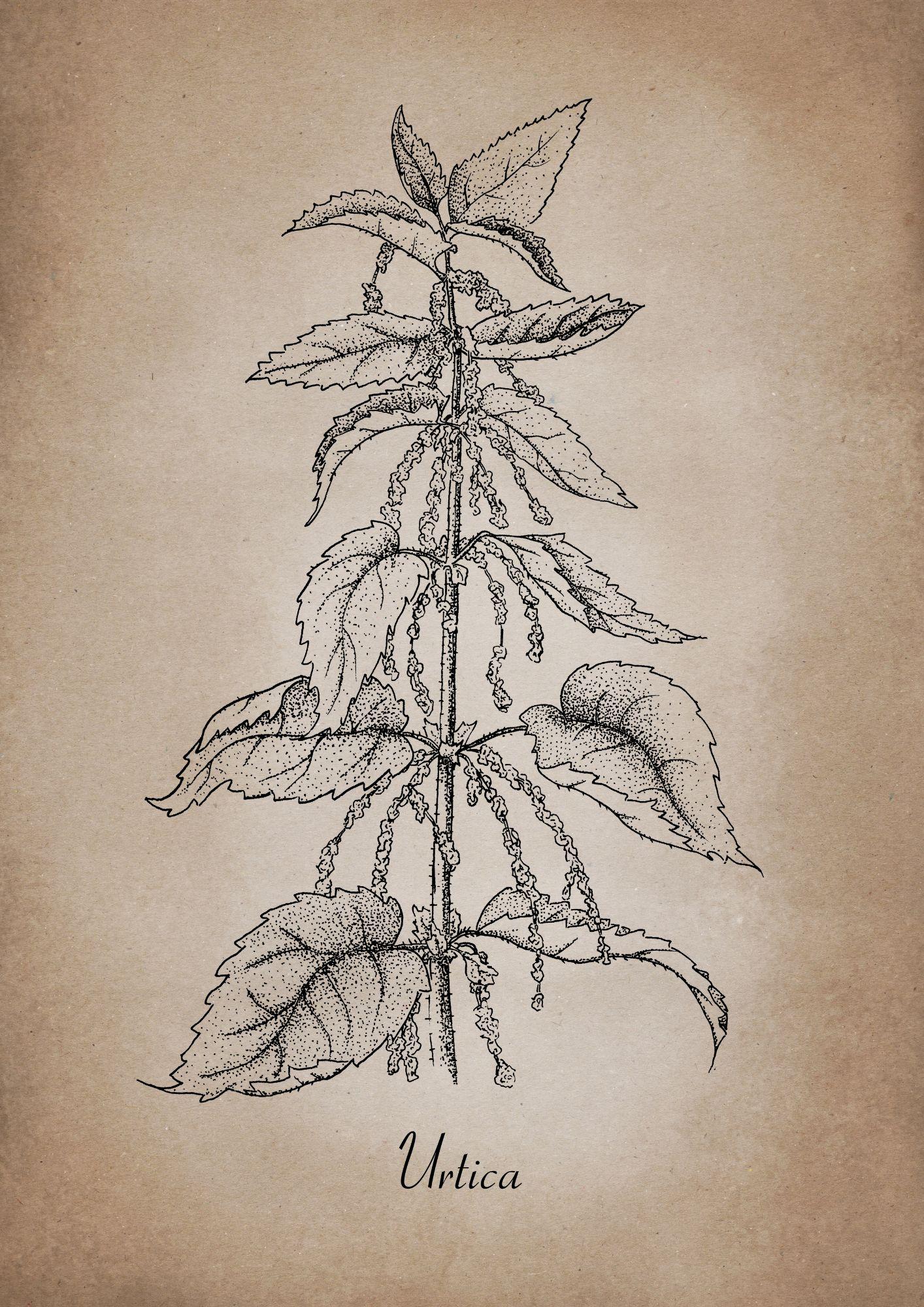 Botanischer Kunstdruck - Brennnessel Zeichnung