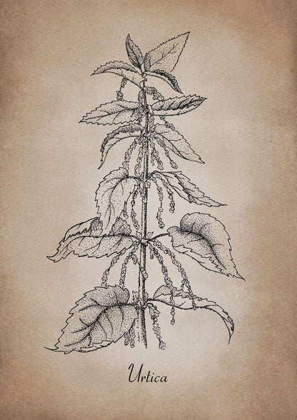 Botanischer Kunstdruck - Brennnessel Zeichnung