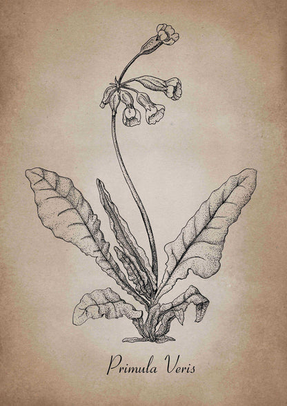 Botanischer Kunstdruck - Schlüsselblume Zeichnung