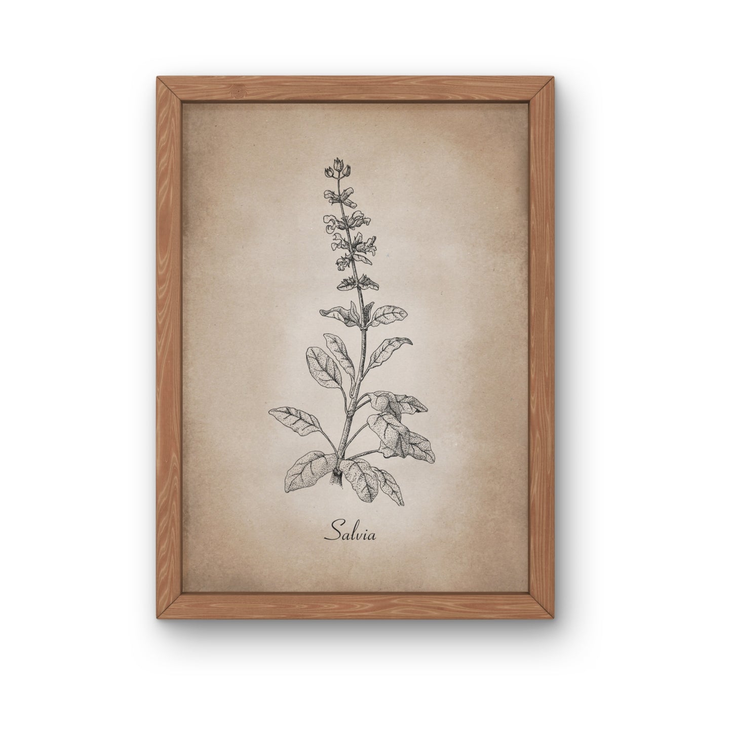 Botanischer Kunstdruck - Salbei Zeichnung
