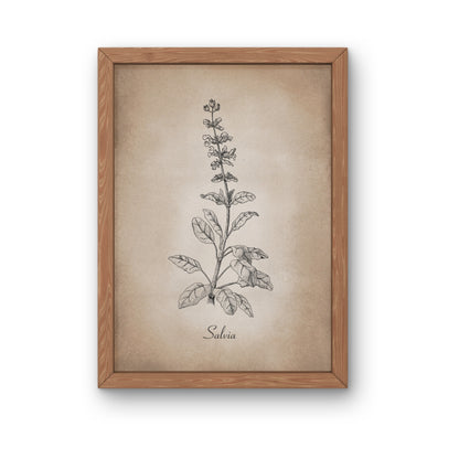 Botanischer Kunstdruck - Salbei Zeichnung