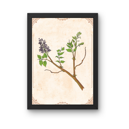 Kunstdruck - Flieder