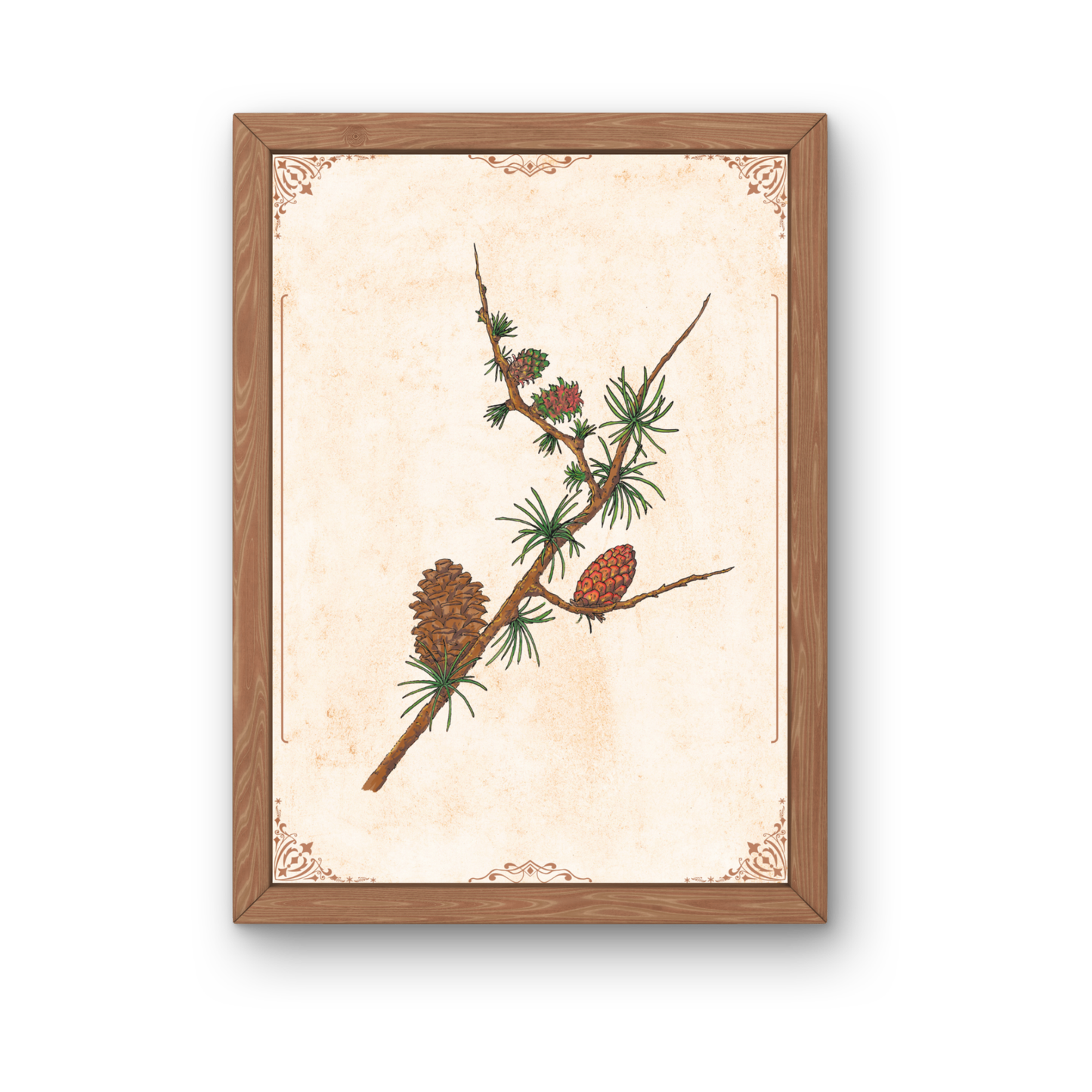 Botanical art print of larch | Vintage illustration of a branch with blossoms and cones | Alpine style – Winter nature decor