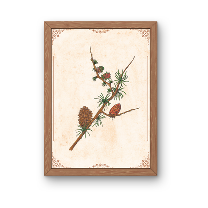 Botanical art print of larch | Vintage illustration of a branch with blossoms and cones | Alpine style – Winter nature decor