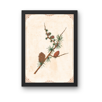 Botanical art print of larch | Vintage illustration of a branch with blossoms and cones | Alpine style – Winter nature decor