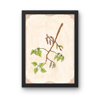 Kunstdruck - Schwarzpappel