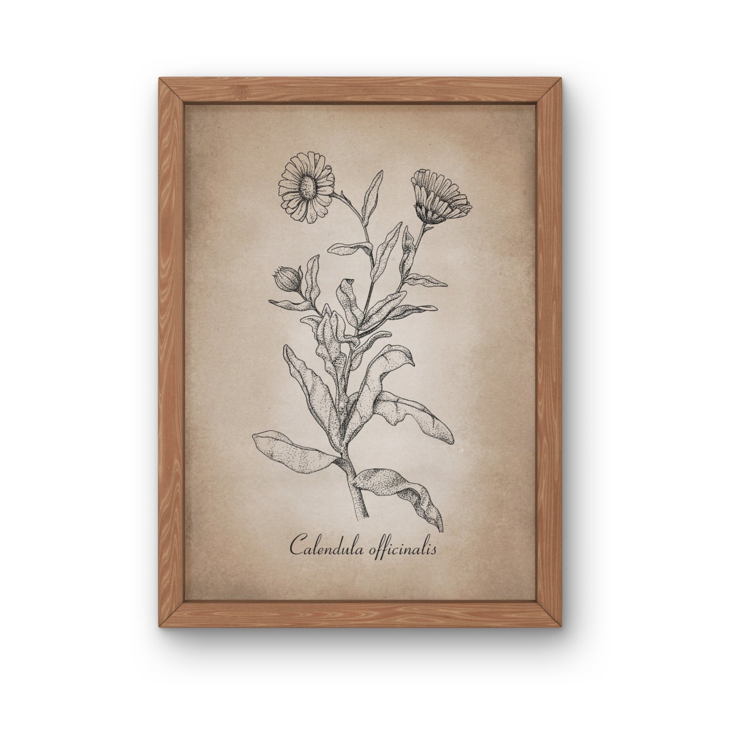 Botanischer Kunstdruck - Ringelblume Zeichnung