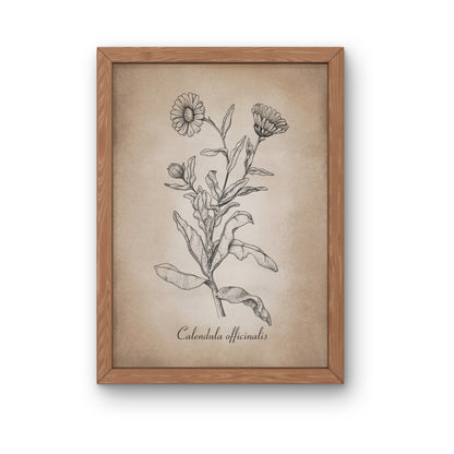 Botanischer Kunstdruck - Ringelblume Zeichnung
