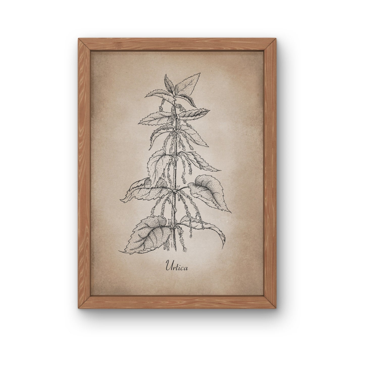 Botanischer Kunstdruck - Brennnessel Zeichnung
