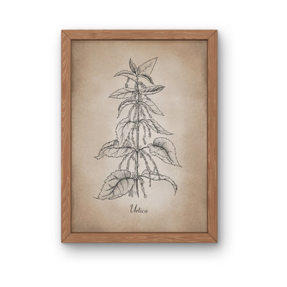 Botanischer Kunstdruck - Brennnessel Zeichnung