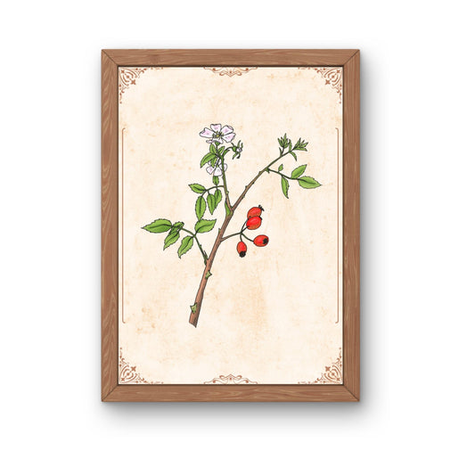 Botanischer Kunstdruck - Hagebutte