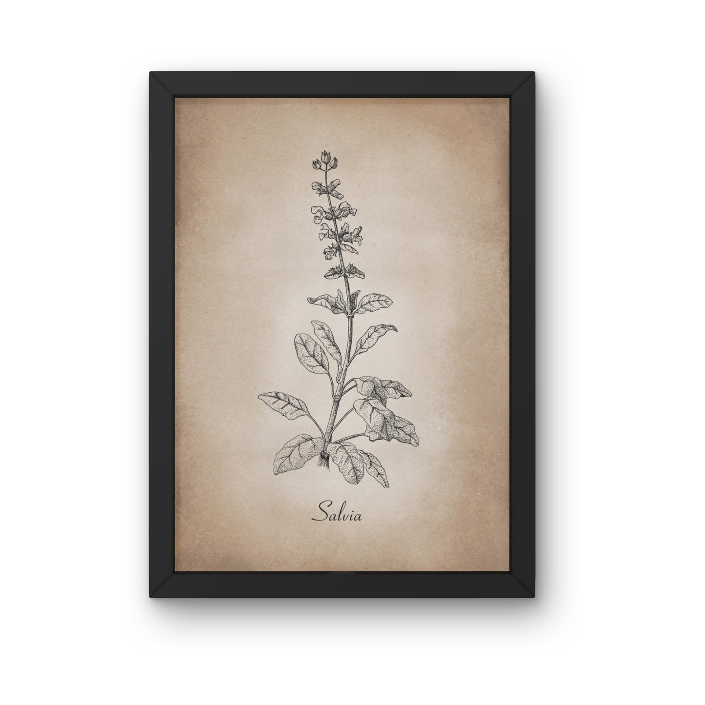Botanischer Kunstdruck - Salbei Zeichnung