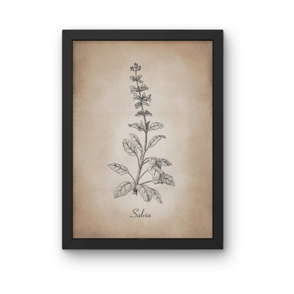 Botanischer Kunstdruck - Salbei Zeichnung