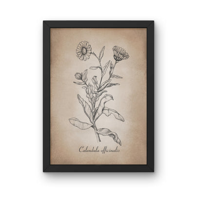 Botanischer Kunstdruck - Ringelblume Zeichnung