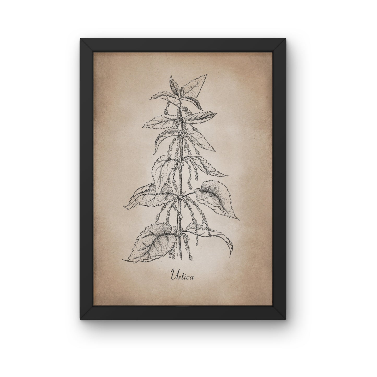 Botanischer Kunstdruck - Brennnessel Zeichnung