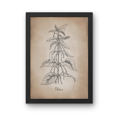Botanischer Kunstdruck - Brennnessel Zeichnung