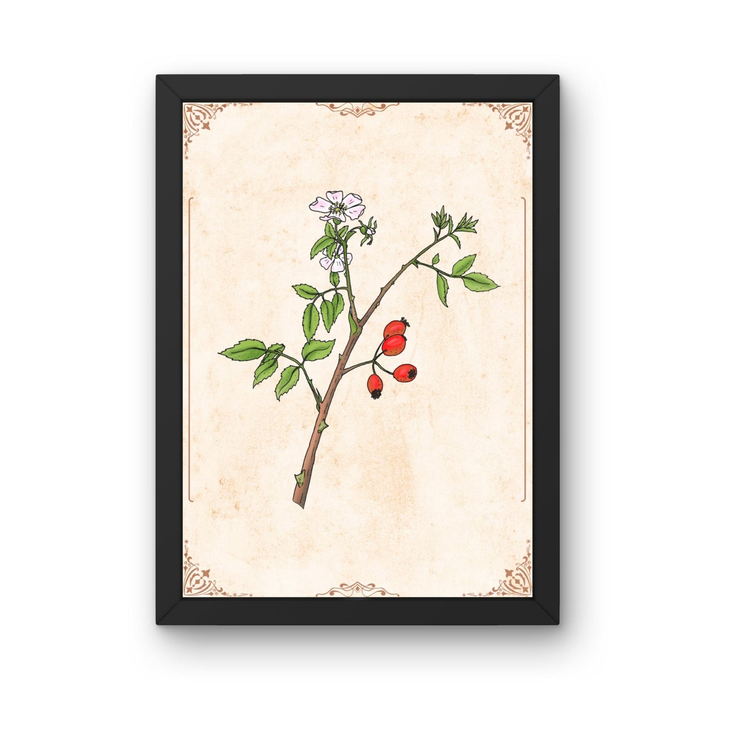Botanischer Kunstdruck - Hagebutte