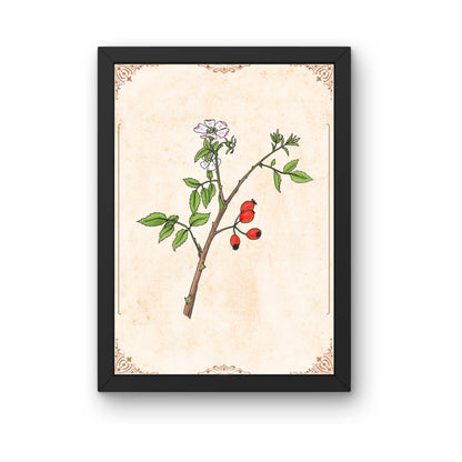 Botanischer Kunstdruck - Hagebutte