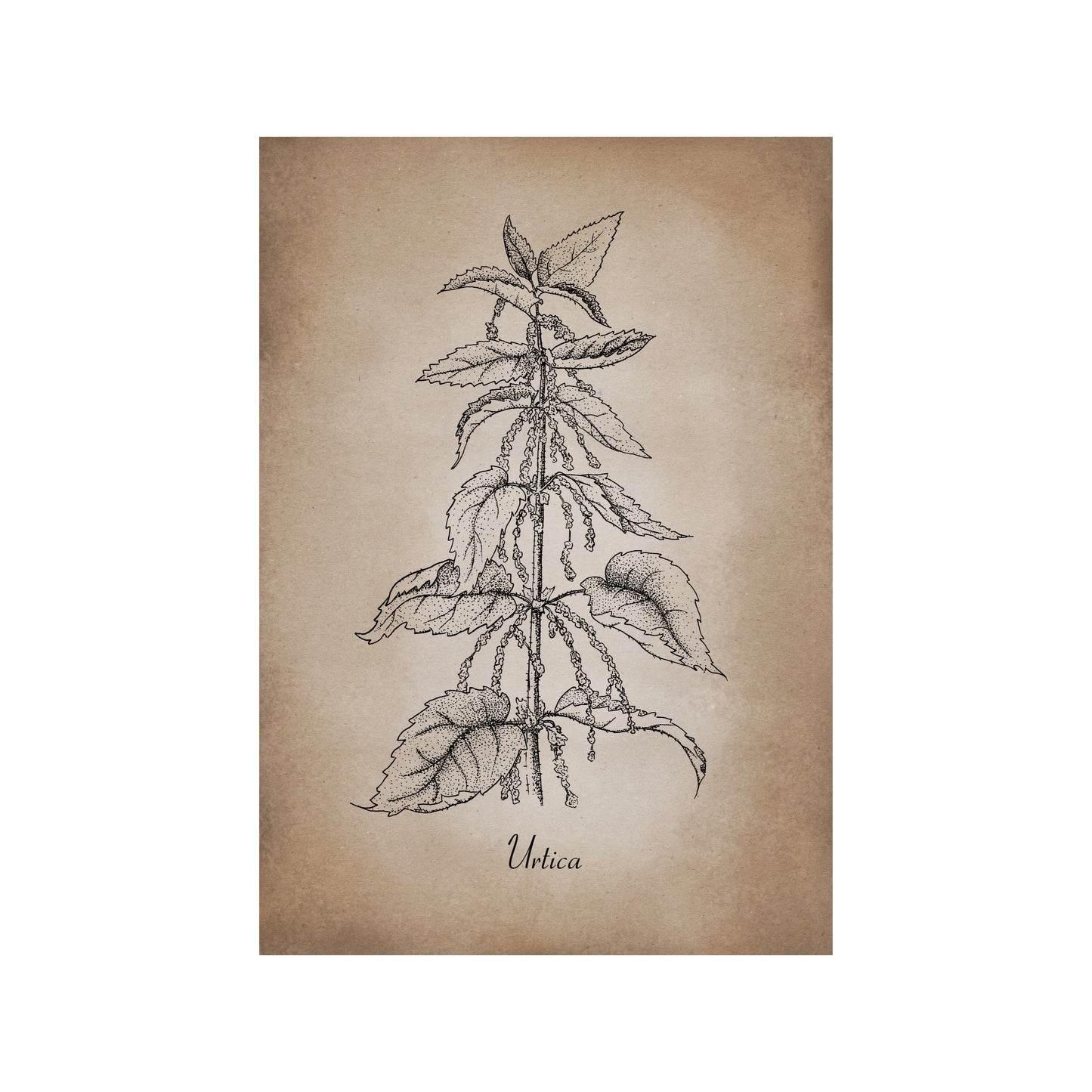 Botanischer Kunstdruck - Brennnessel Zeichnung