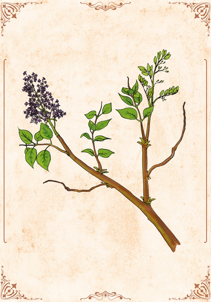 Kunstdruck - Flieder