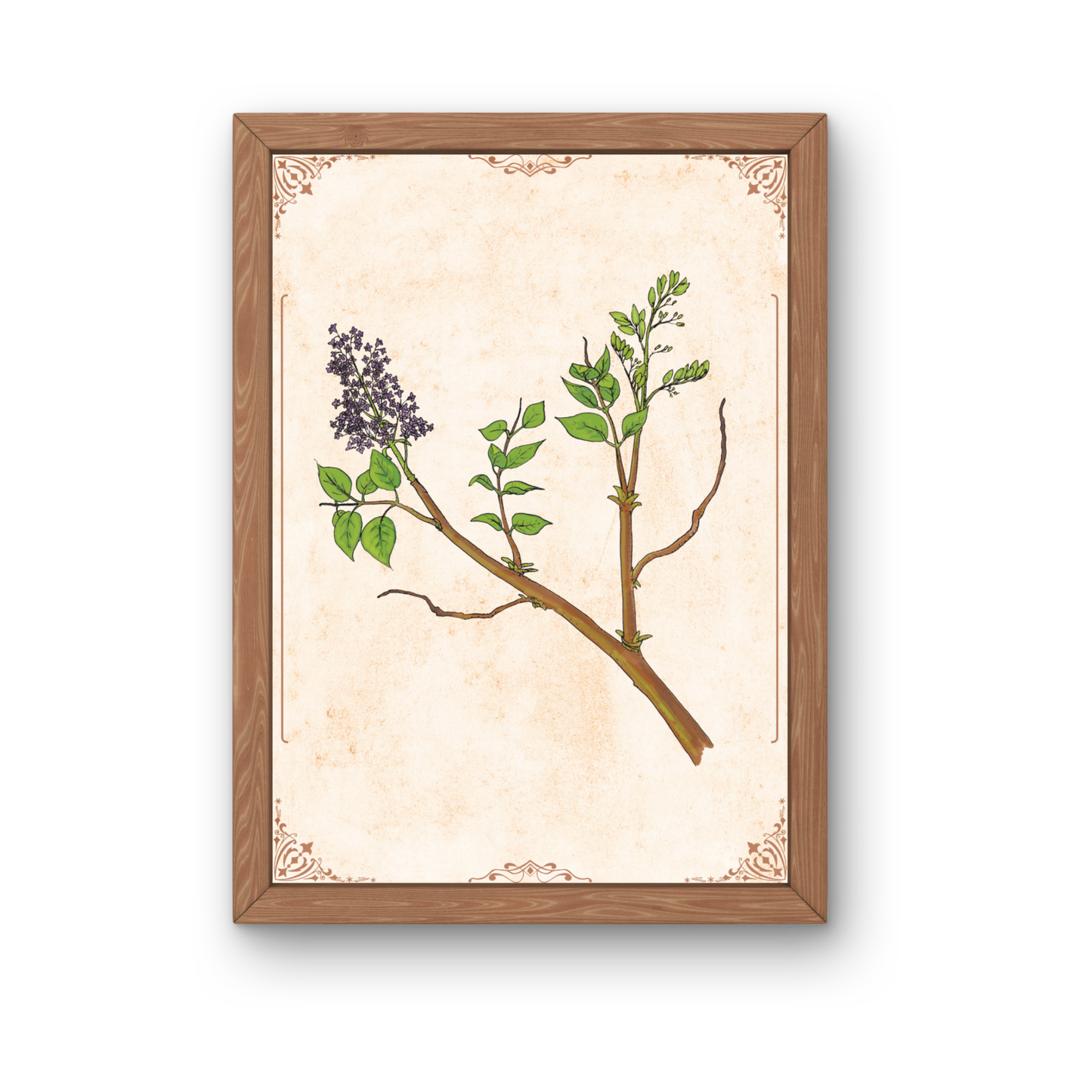 Kunstdruck - Flieder