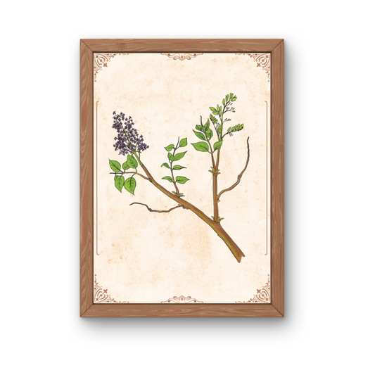 Kunstdruck - Flieder