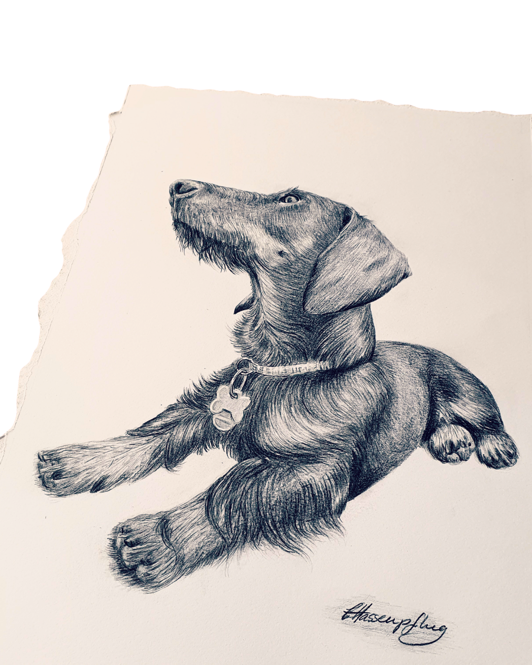 Handgezeichnetes Portrait eines langhaarigen Dackels als Geschenk für eine Hundebesitzerin