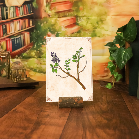 Kunstdruck - Flieder