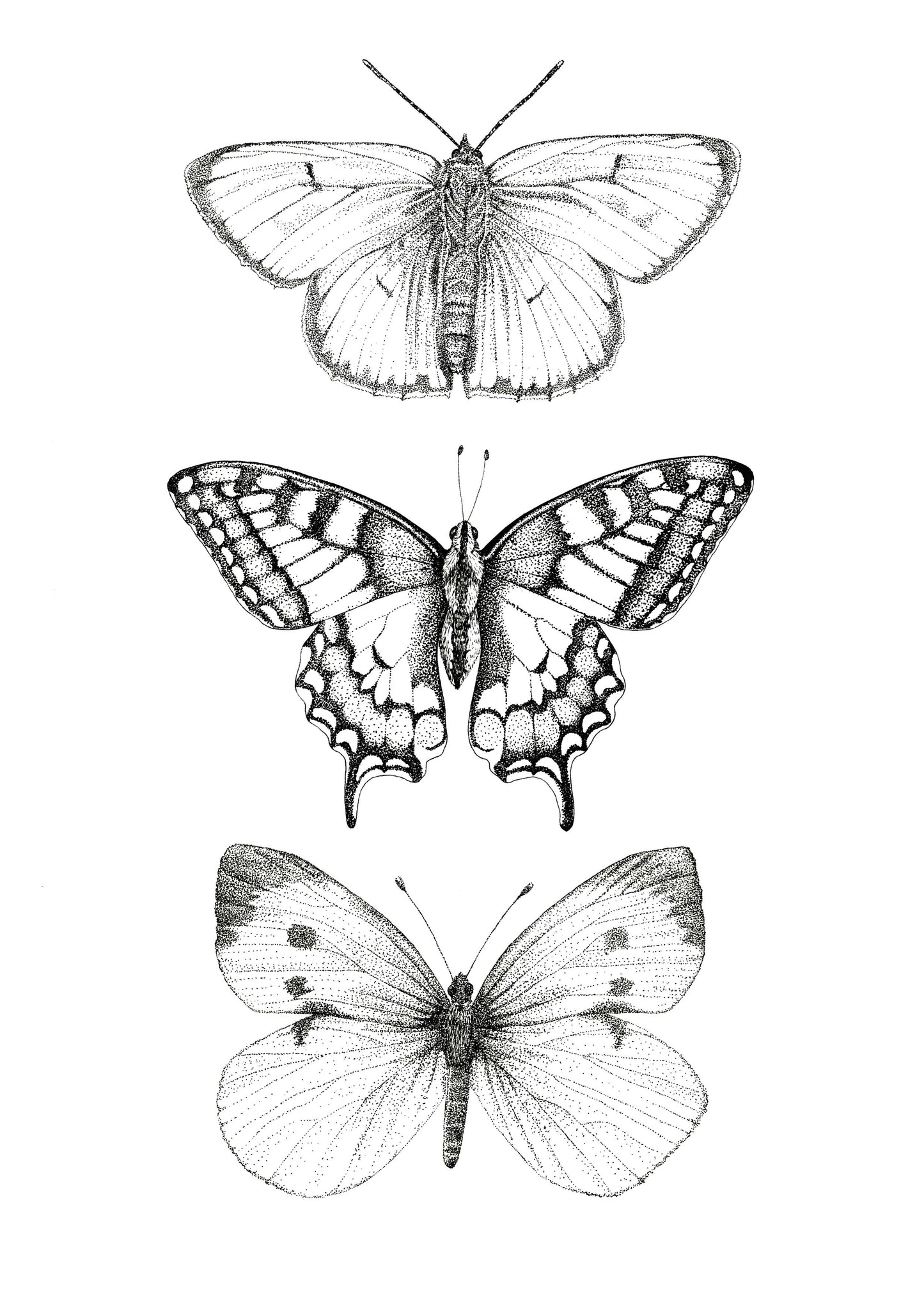 Kunstdruck - Schmetterlinge monochrom