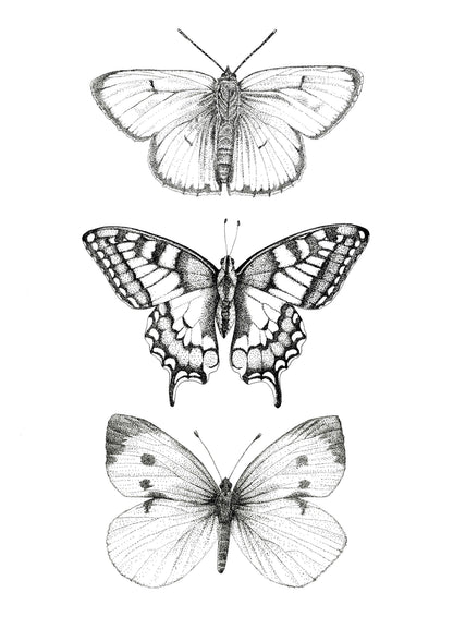 Kunstdruck - Schmetterlinge monochrom