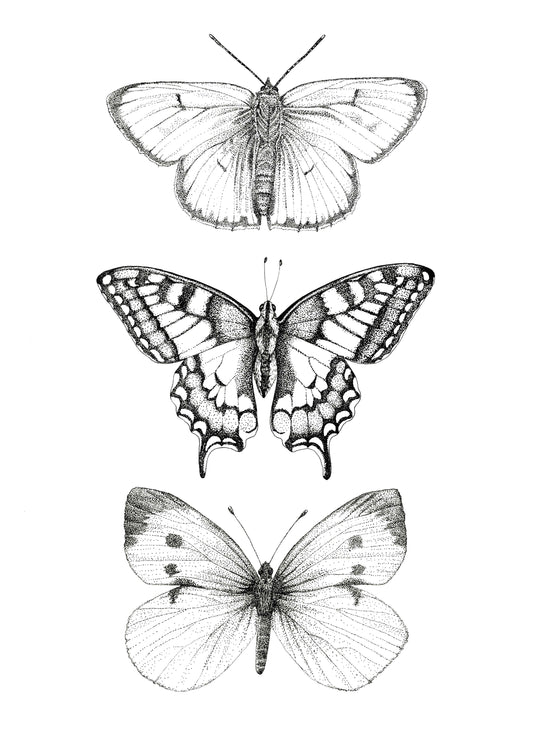 Kunstdruck - Schmetterlinge monochrom