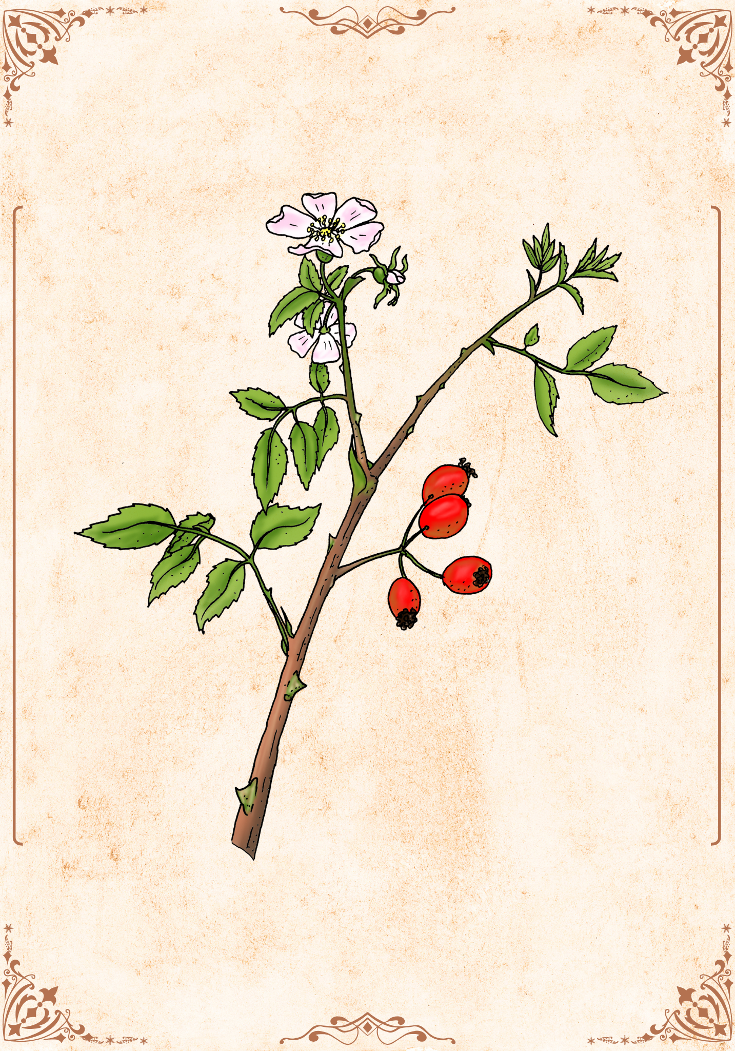 Botanische Illustration Hagebutte Rosa canina Vintage Kunstdruck von Punktilus
