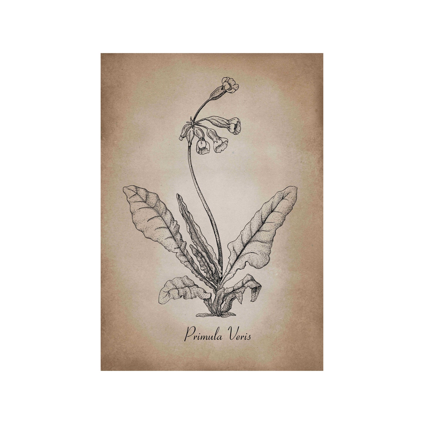 Botanischer Kunstdruck - Schlüsselblume Zeichnung