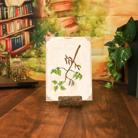 Kunstdruck - Schwarzpappel