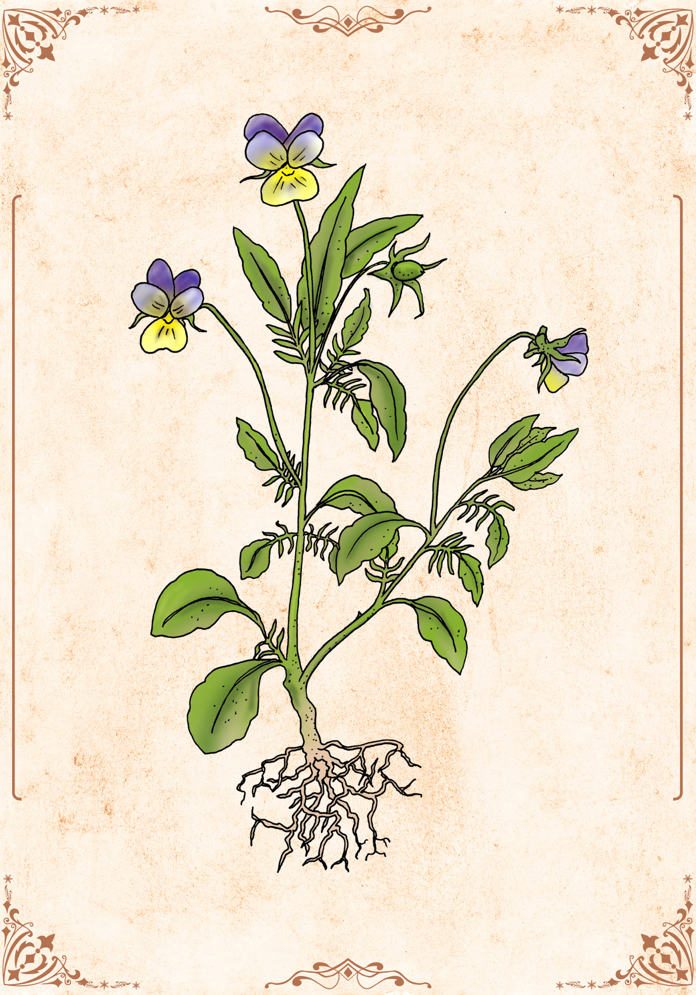 Botanische Illustration Wildes Stiefmütterchen Vintage Kunstdruck von Punktilus
