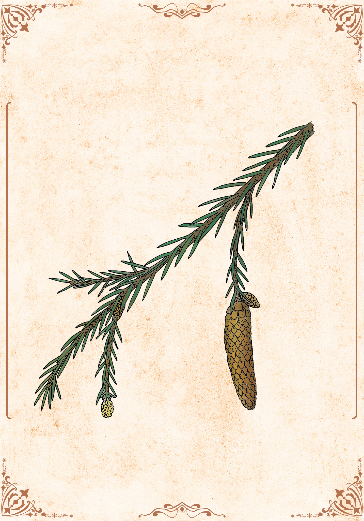 Botanischer Kunstdruck - Fichte